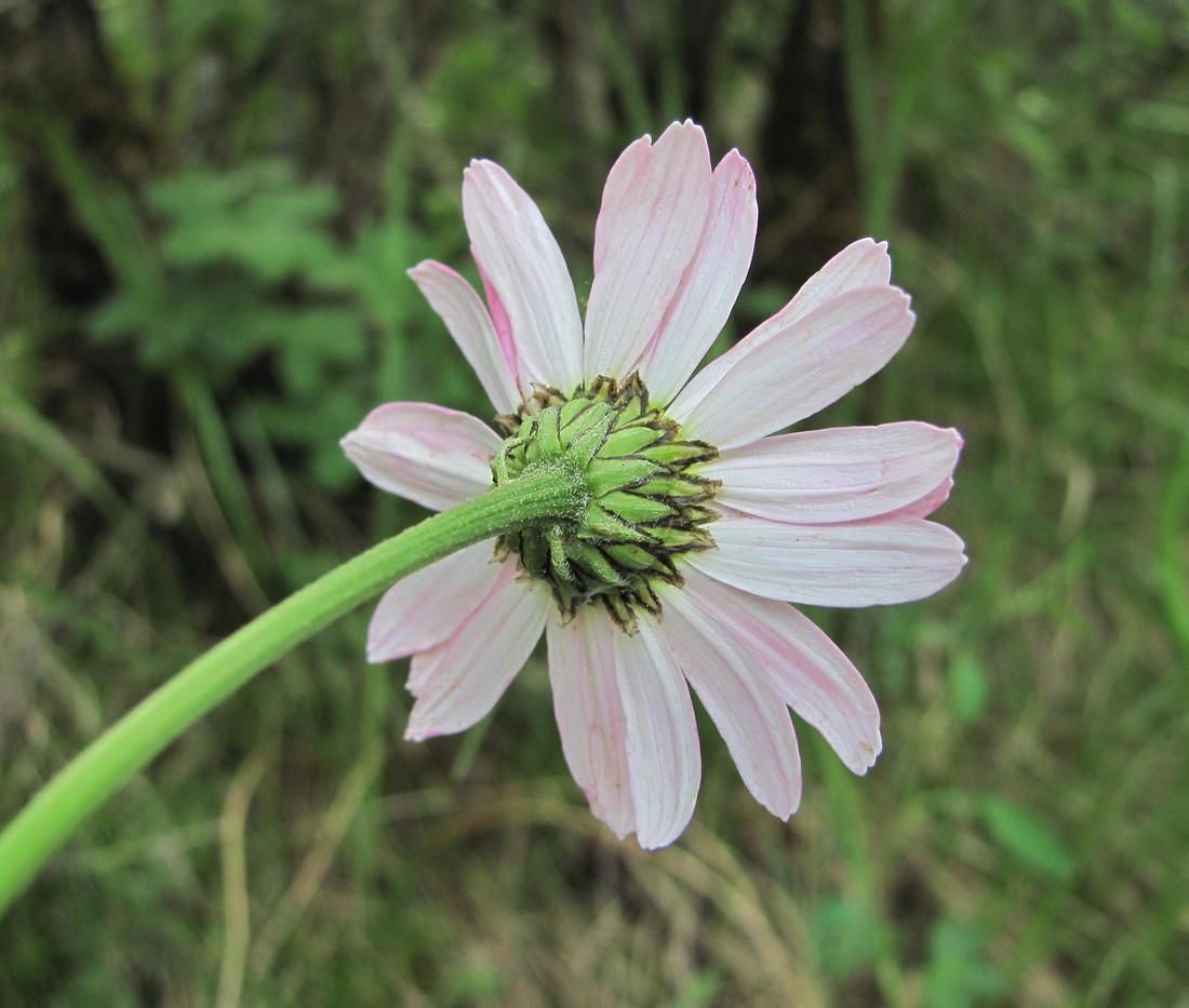 Изображение особи Pyrethrum coccineum.