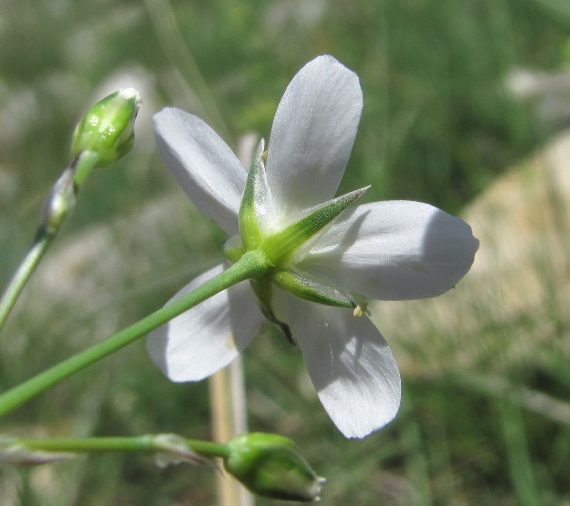 Image of Eremogone holostea specimen.