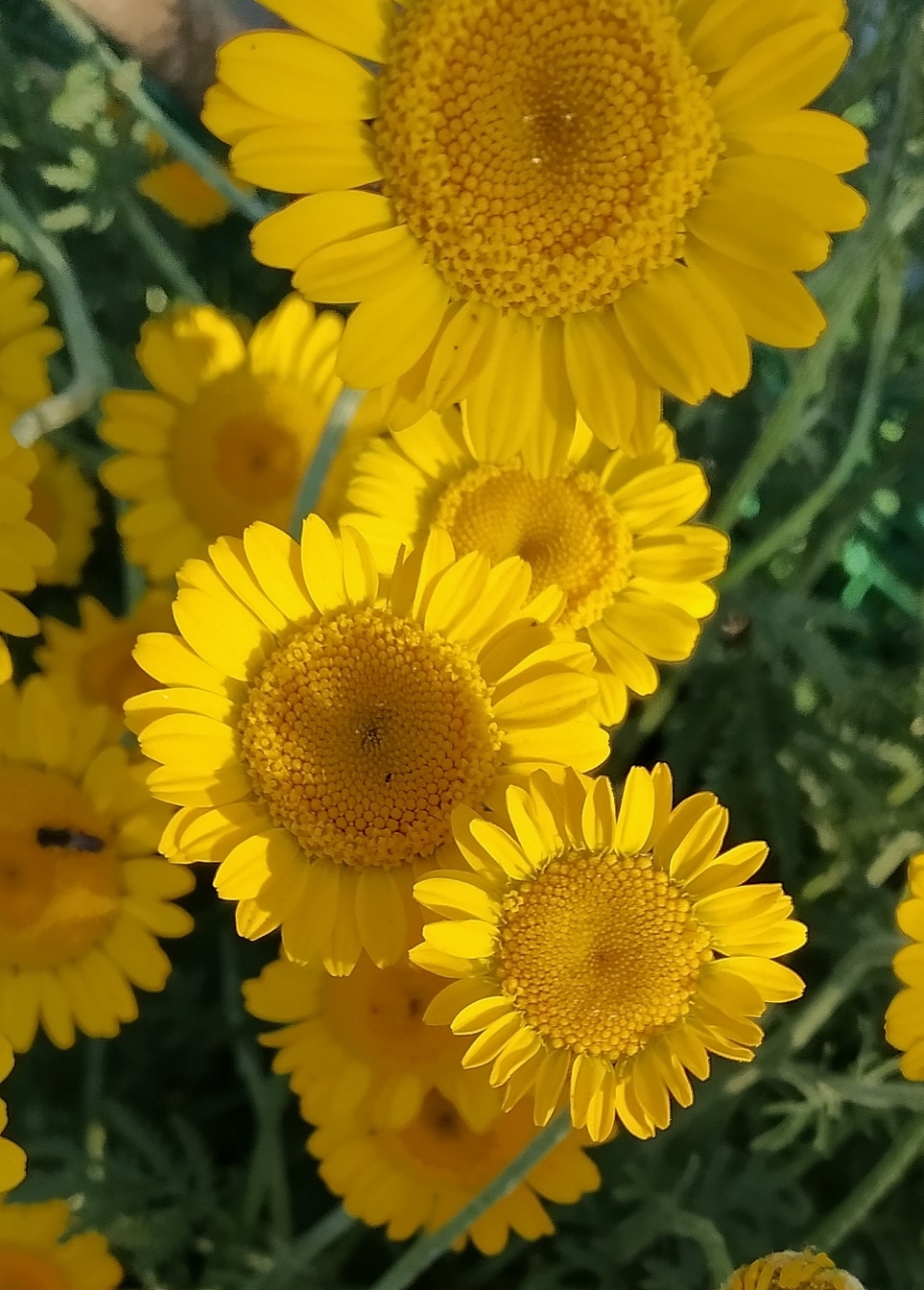 Image of Anthemis tinctoria specimen.