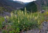 Astragalus katunicus