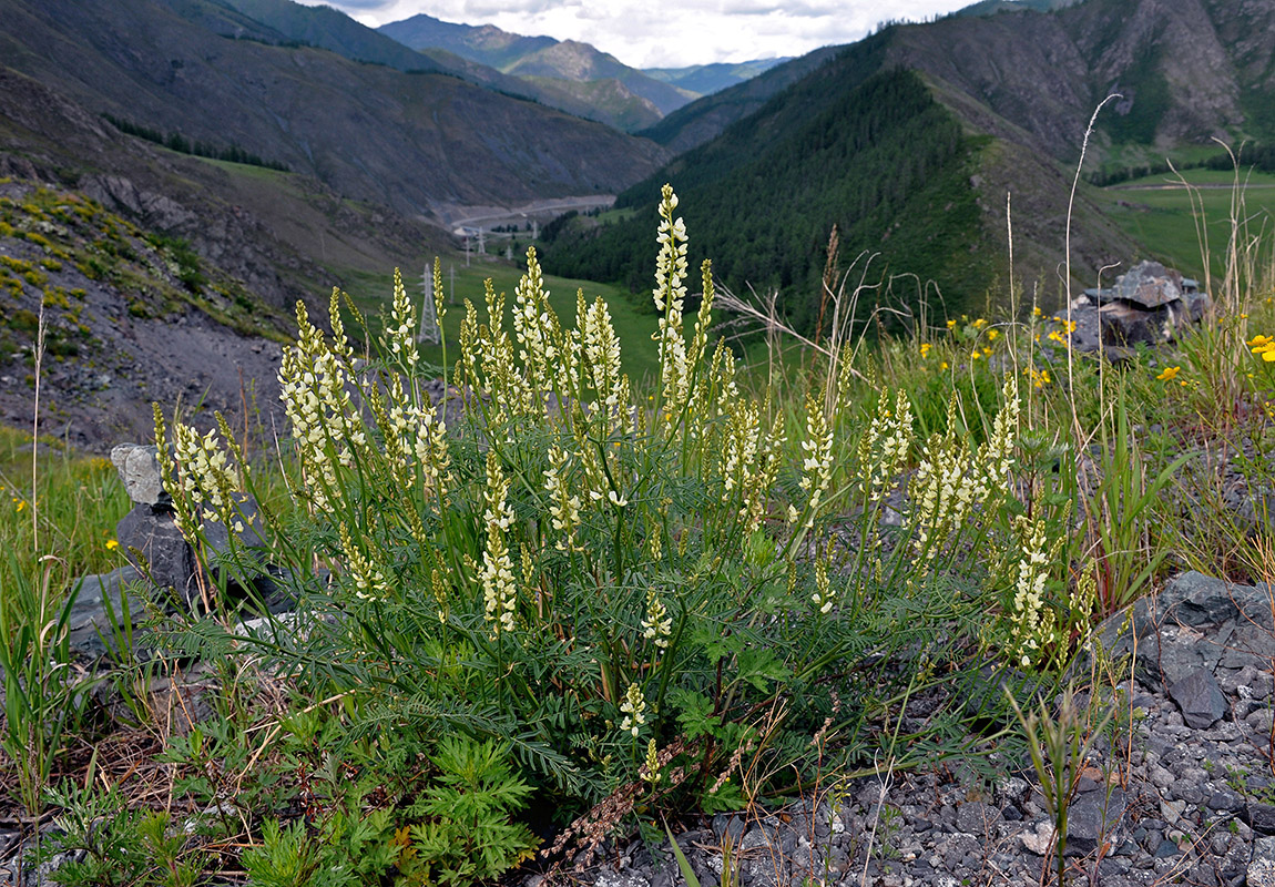 Изображение особи Astragalus katunicus.