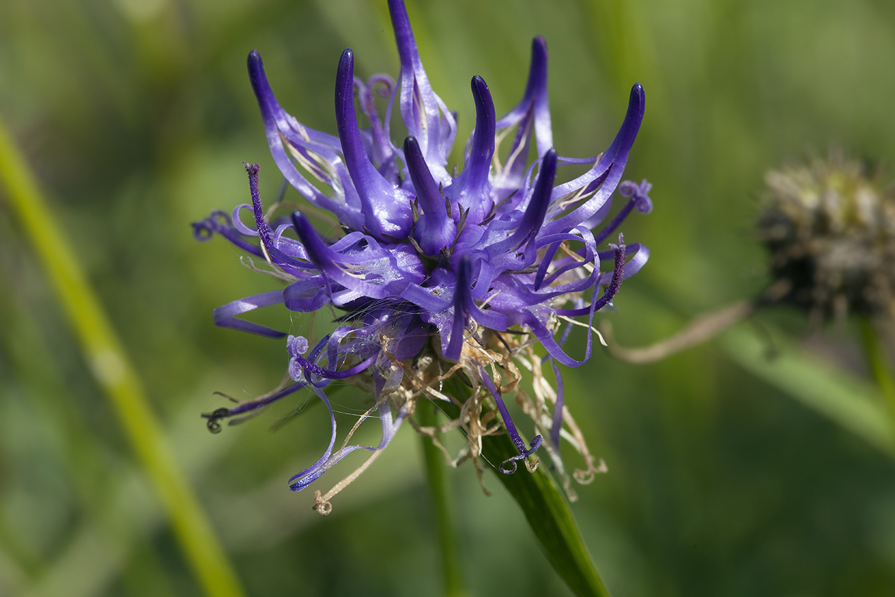 Изображение особи Phyteuma scheuchzeri.