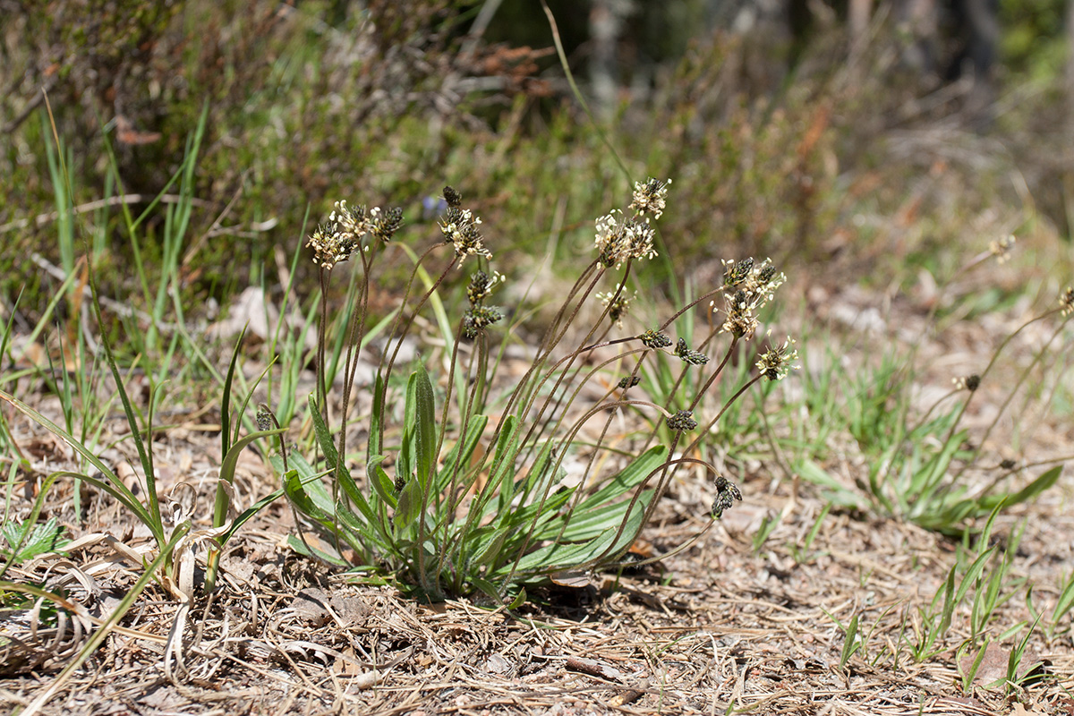 Image of Plantago lanceolata specimen.