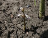 Orobanche cumana