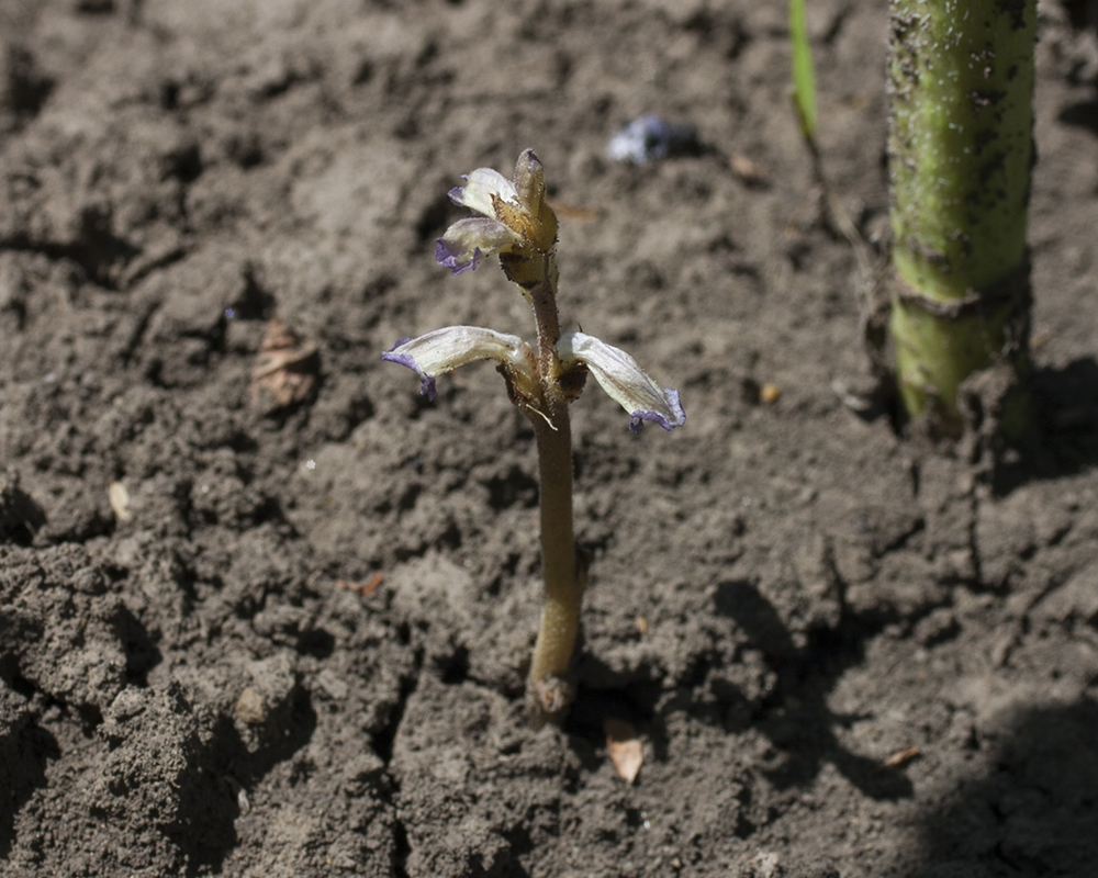 Изображение особи Orobanche cumana.