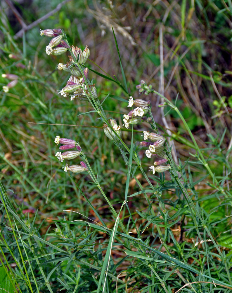 Image of Silene amoena specimen.