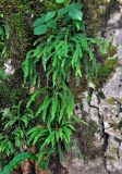 Asplenium trichomanes