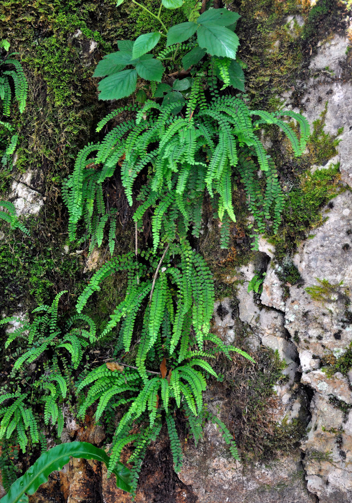 Изображение особи Asplenium trichomanes.