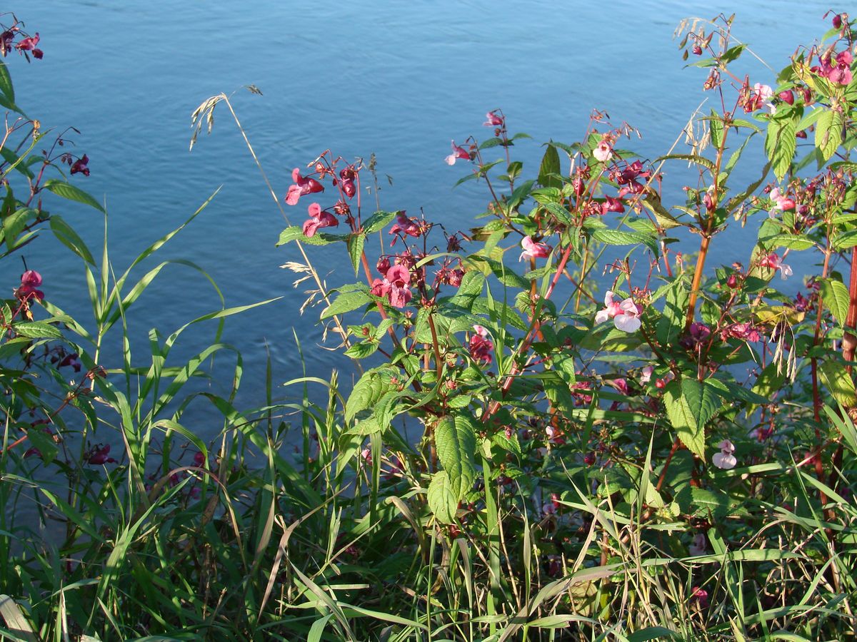 Image of Impatiens glandulifera specimen.