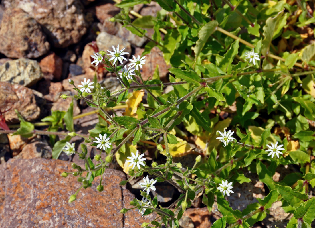 Изображение особи Myosoton aquaticum.