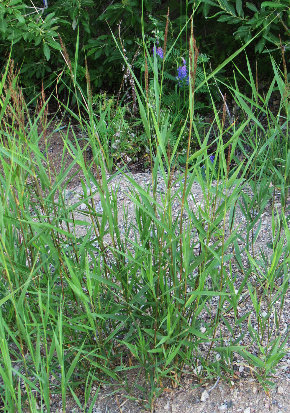 Изображение особи Phragmites australis.