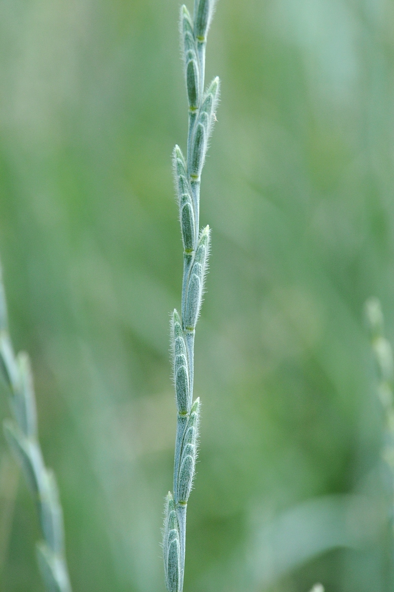 Изображение особи Elytrigia trichophora.