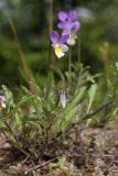 Viola tricolor. Цветущее растение. Карельский перешеек, окр. Сертолово, на просеке газопровода. 25.05.2019.