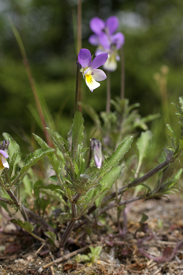 Изображение особи Viola tricolor.