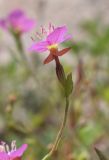 Oenothera rosea. Верхушка побега с цветком. Испания, Каталония, пров. Барселона, комарка Осона, муниципалитет Виланова-де-Сау, водохранилище Сау, прибрежная полоса песчаников и конгломератов. 15.09.2019.