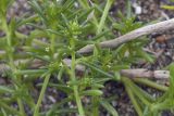 Salsola komarovii. Верхушки цветущих побегов. Сахалинская обл., Томаринский р-н, окр. пос. Неводское, берег Татарского пролива. 28.07.2017.
