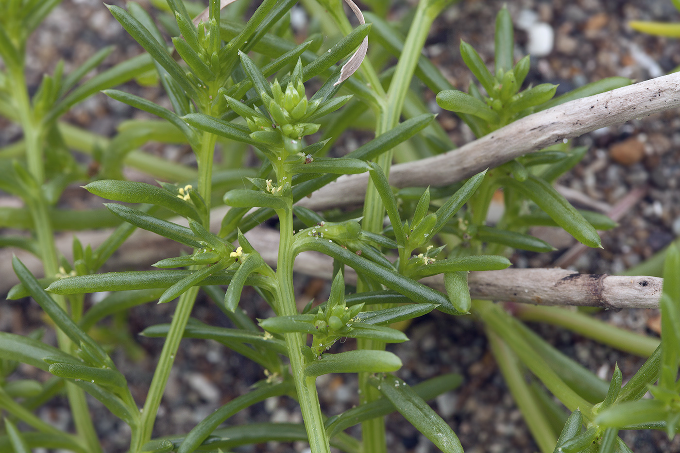 Изображение особи Salsola komarovii.