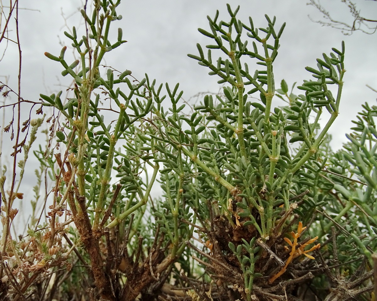 Image of Zygophyllum subtrijugum specimen.