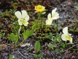 Viola altaica