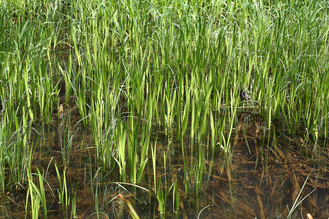 Изображение особи Acorus calamus.