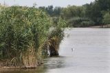 Phragmites altissimus