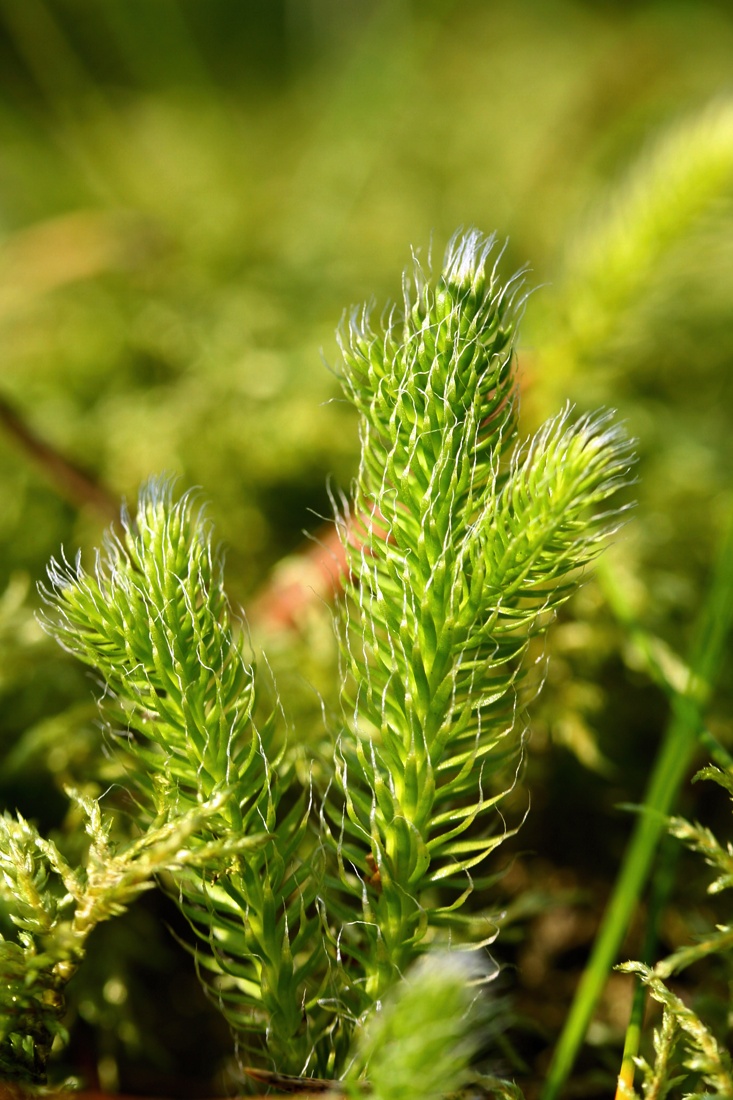 Image of Lycopodium clavatum specimen.