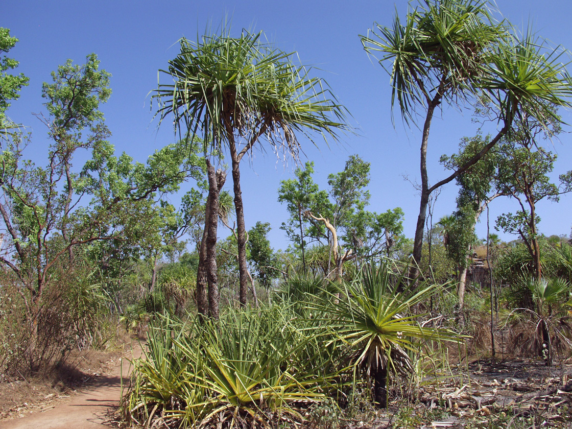 Изображение особи род Pandanus.