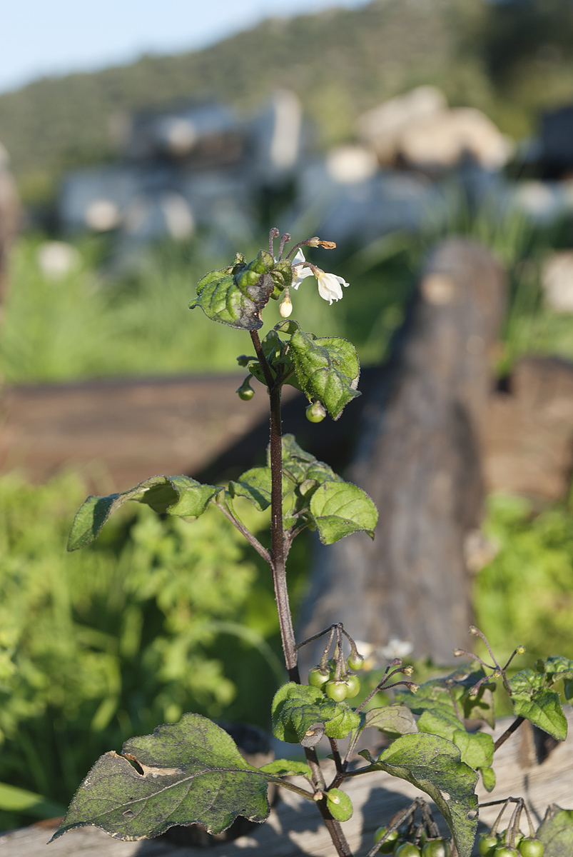 Изображение особи род Solanum.