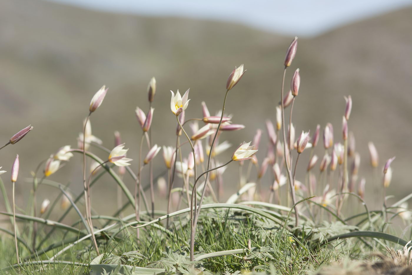 Изображение особи Tulipa buhseana.