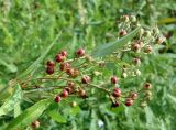 Lysimachia davurica