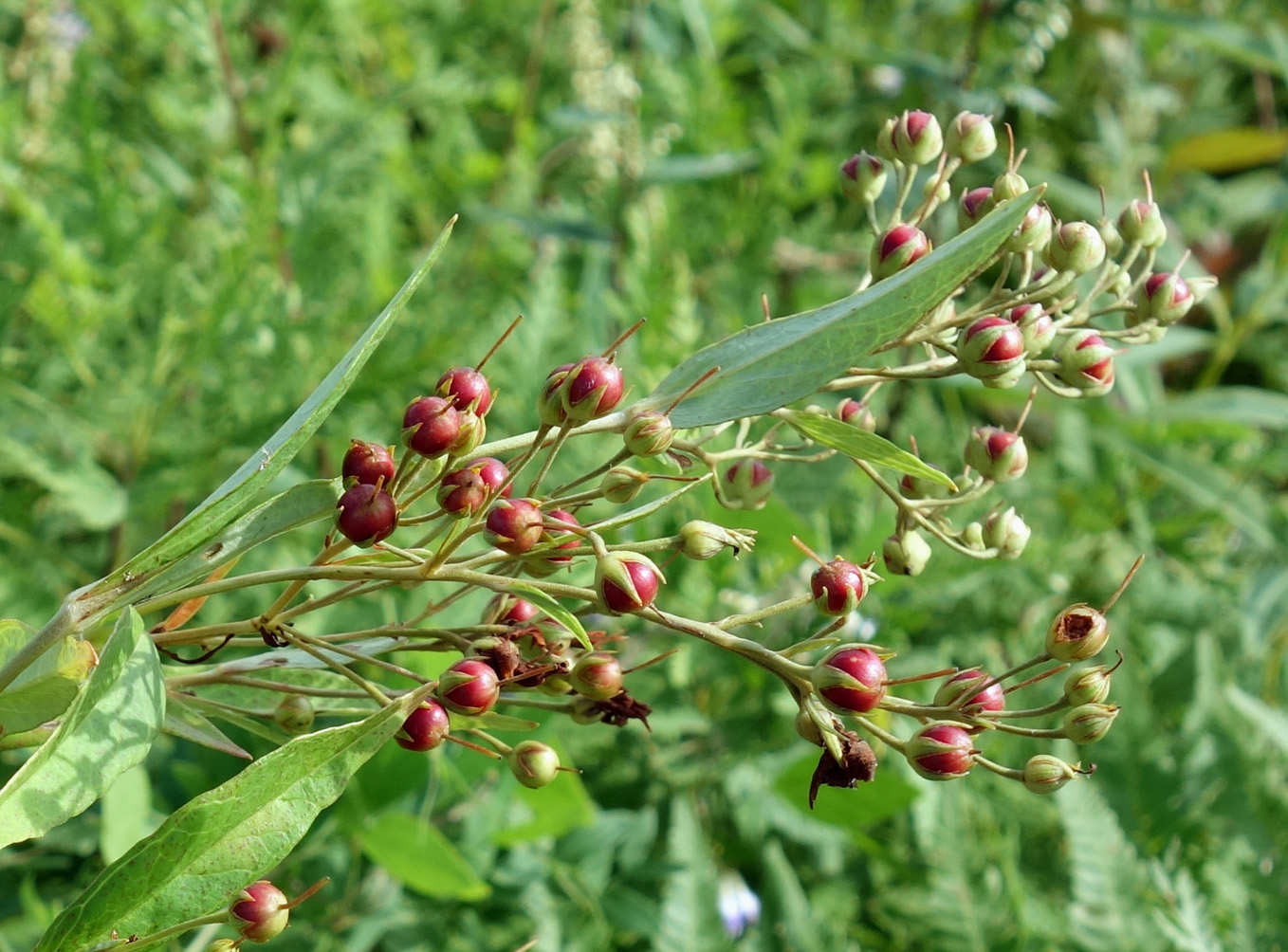 Image of Lysimachia davurica specimen.