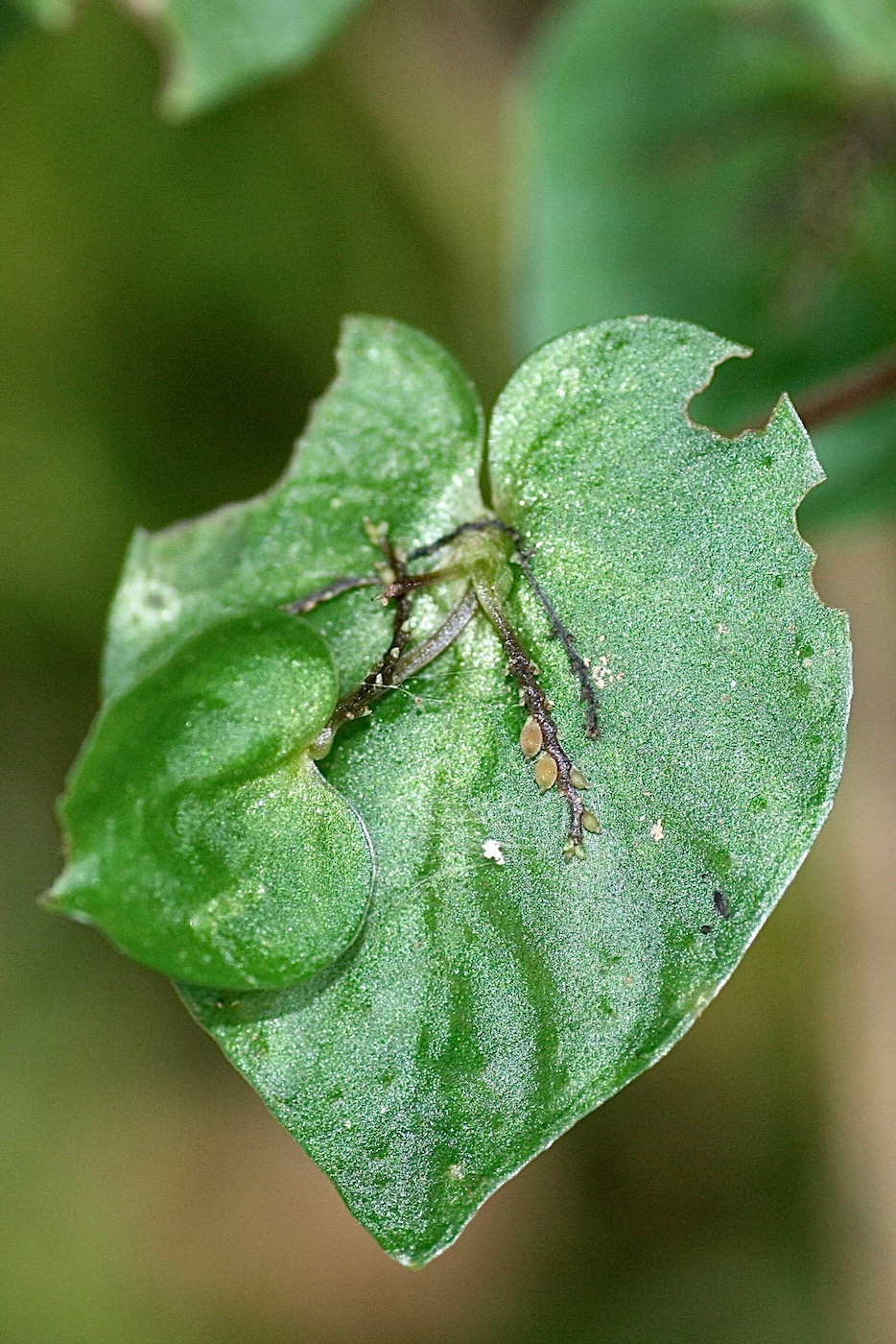 Image of Peperomia pinoi specimen.