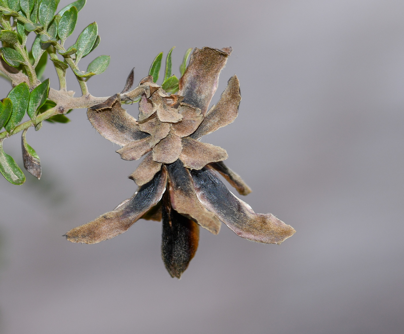 Image of Mutisia acuminata specimen.