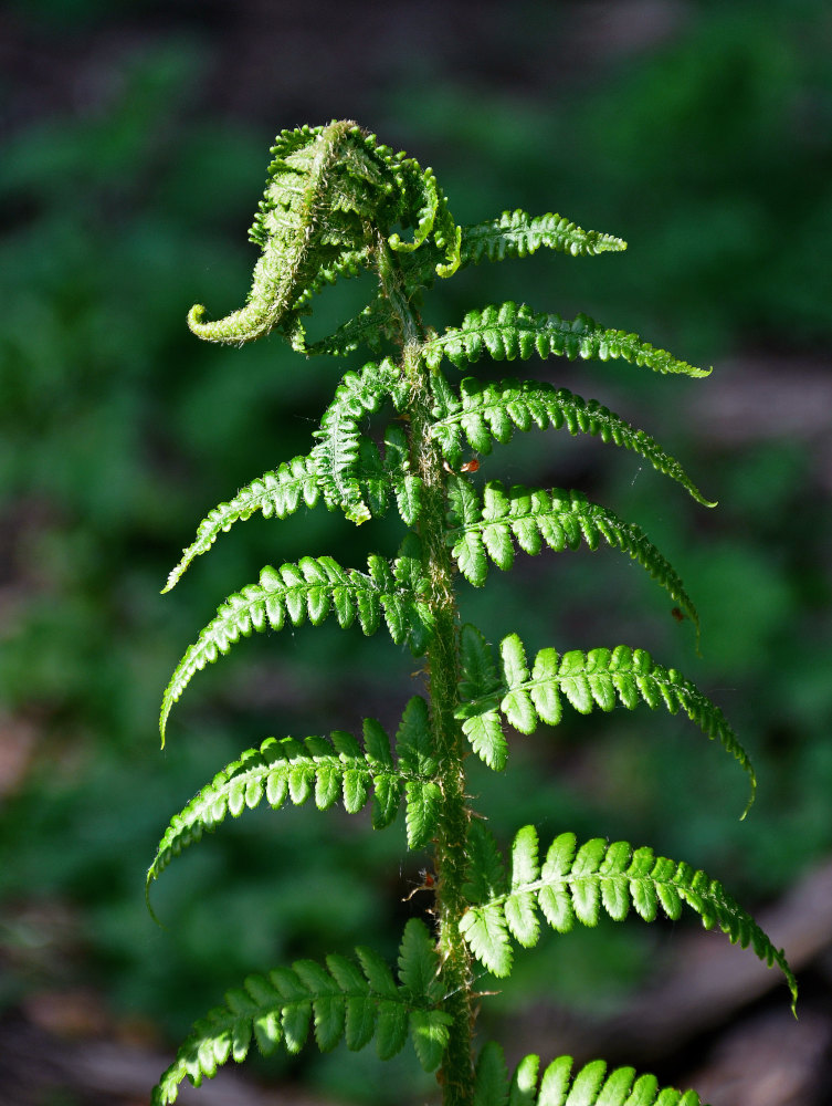 Image of Dryopteris filix-mas specimen.