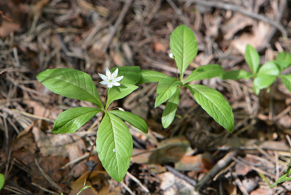 Image of Trientalis europaea specimen.