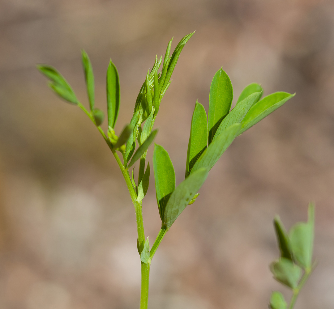 Image of Lathyrus niger specimen.