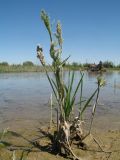 Polypogon fugax. Колосящееся растение. Казахстан, вост. окраина г. Тараз, пойма р. Талас, берег островка. 18 июня 2020 г.