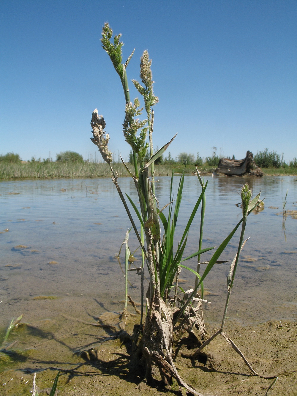 Image of Polypogon fugax specimen.