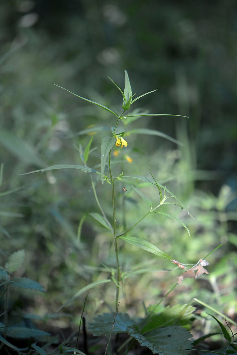 Image of Melampyrum sylvaticum specimen.