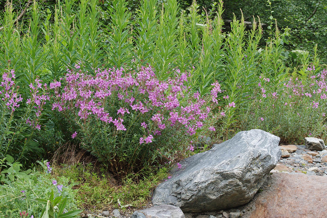 Изображение особи Chamaenerion colchicum.