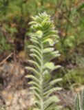 Astragalus maximus. Верхушка листа с галлами Dasineura(?). Кабардино-Балкария, Эльбрусский р-н, окр. с. Нейтрино, ок. 1850 м н.у.м., сухой склон. 08.07.2020.