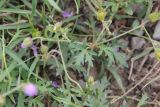 genus Geranium