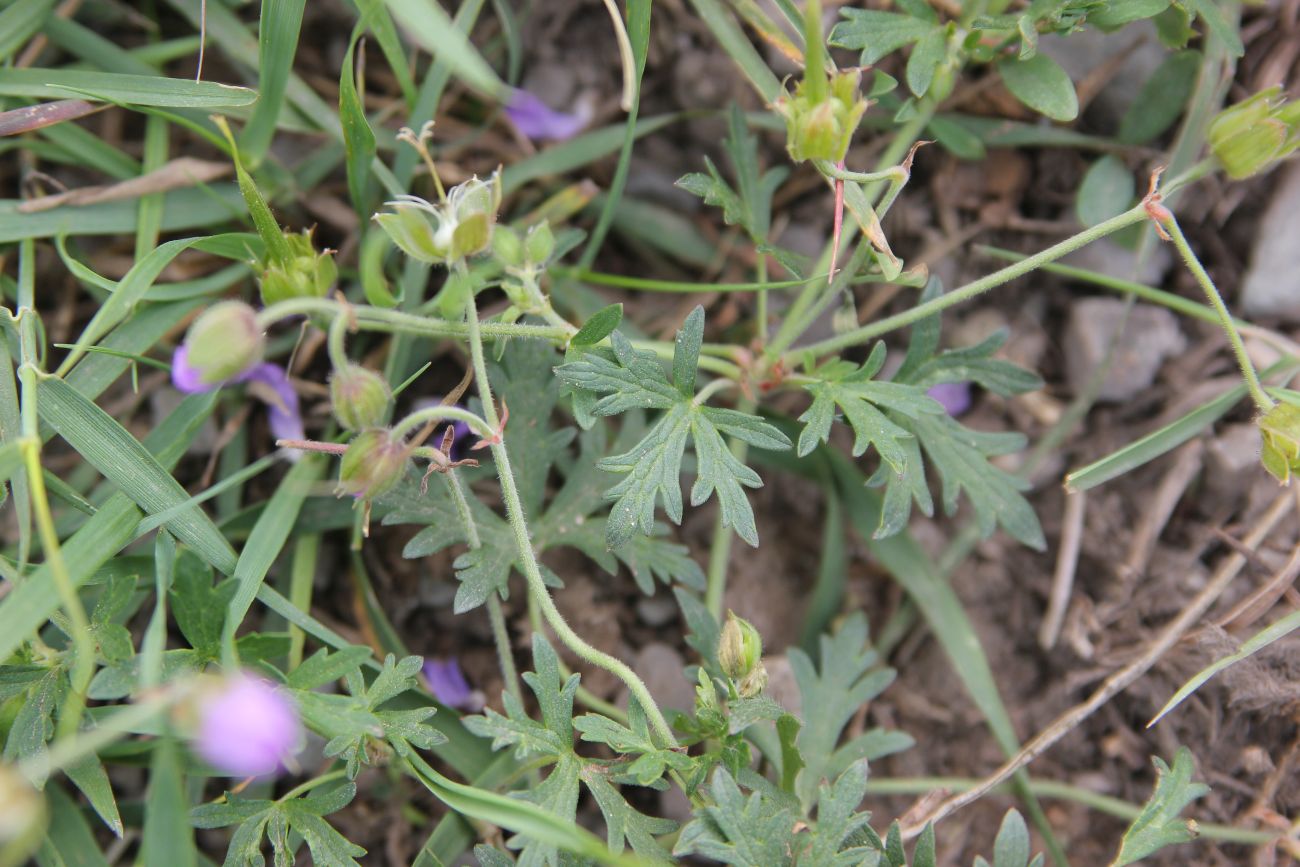 Изображение особи род Geranium.