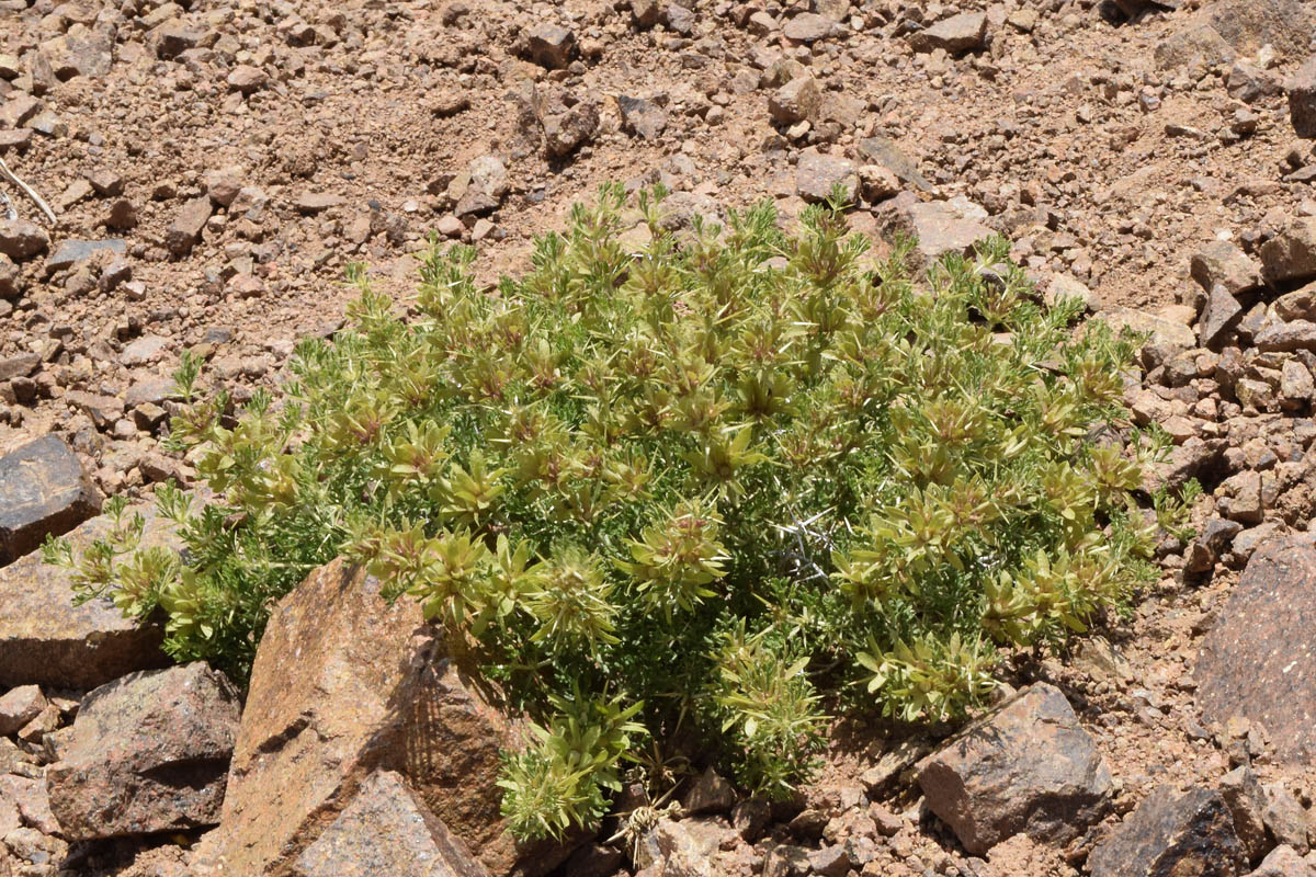 Image of Lagochilus occultiflorus specimen.