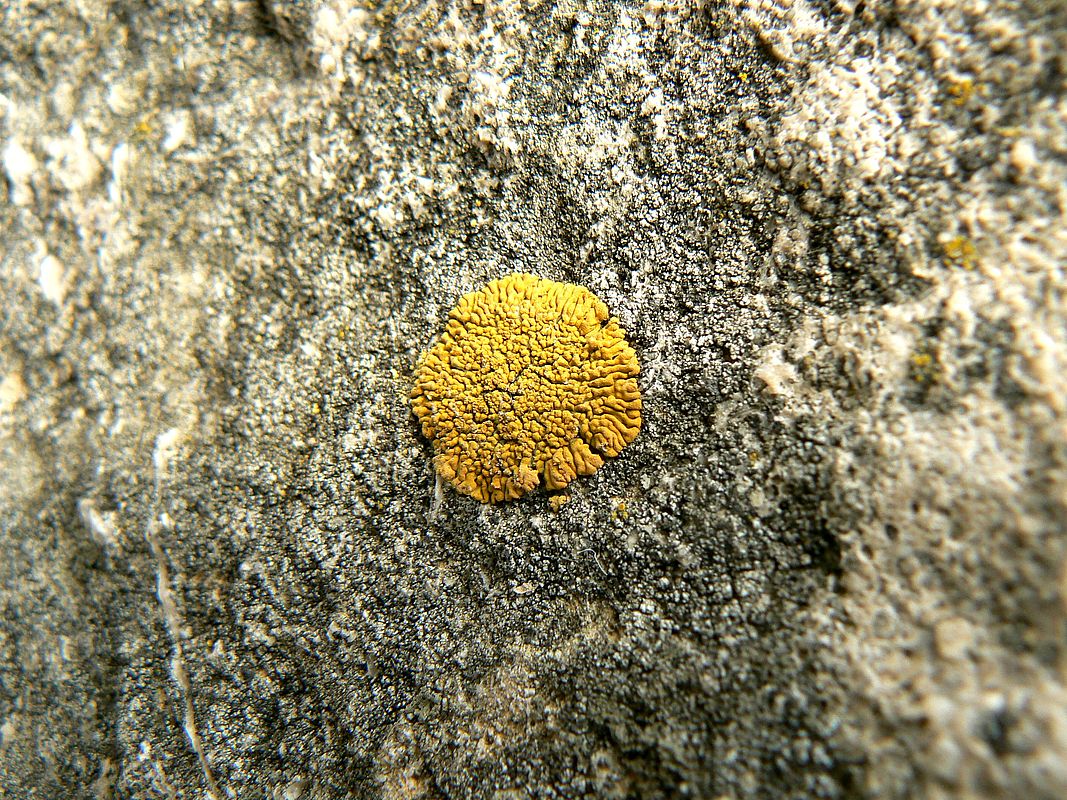 Image of genus Xanthoria specimen.