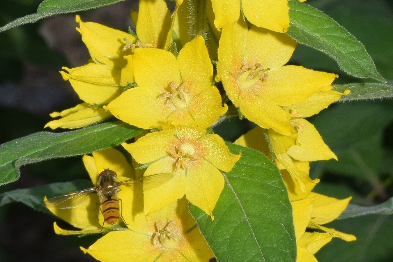 Изображение особи Lysimachia punctata.