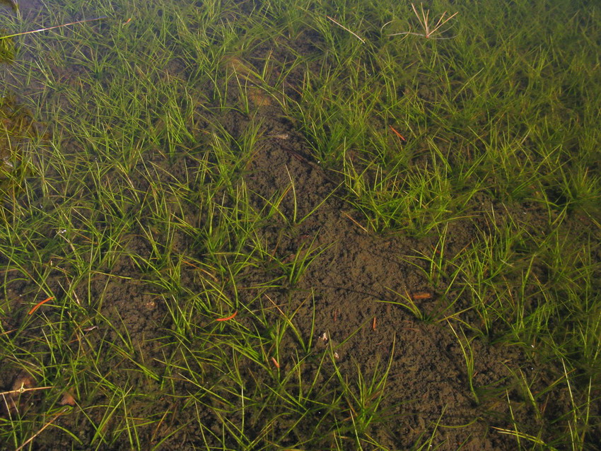 Image of Isoetes sajanensis specimen.