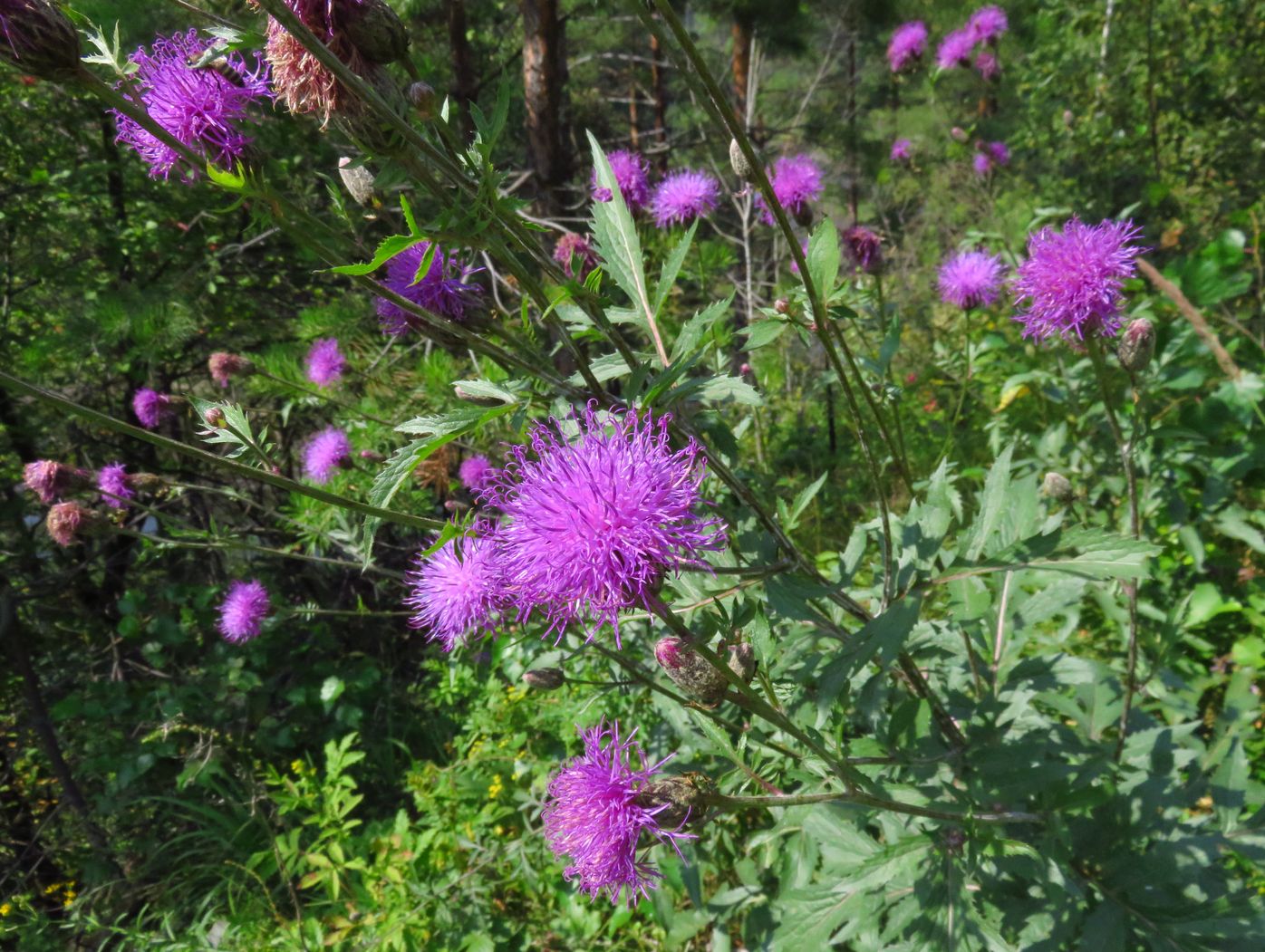 Image of Serratula coronata specimen.