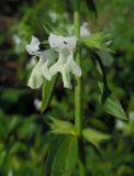 Stachys annua. Цветки. Татарстан, Зеленодольский р-н, Свияжск, у обрыва. 29.08.2020.