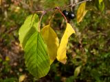 Frangula alnus